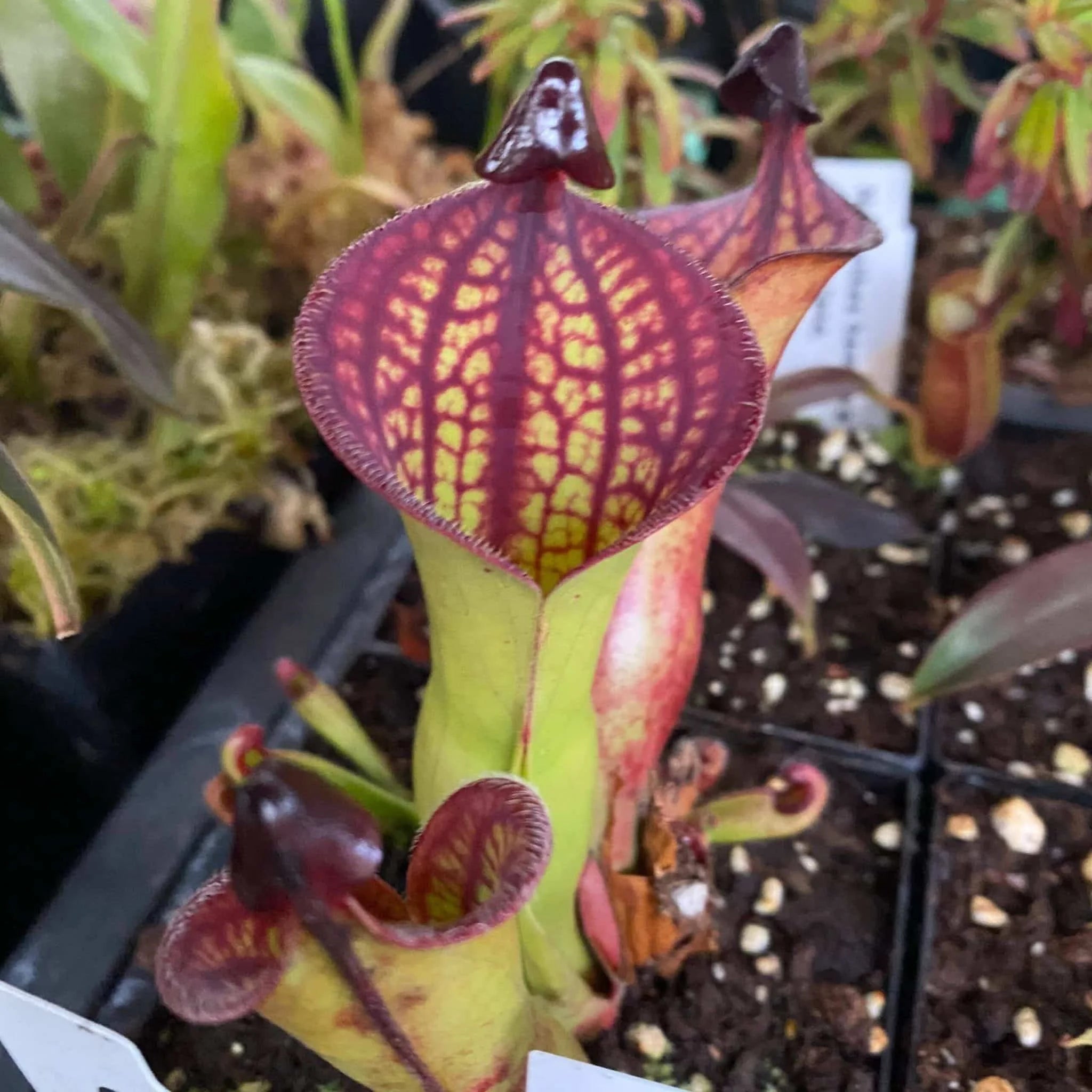 Heliamphora macdonaldae, 12 cm 大森食虫植物農園