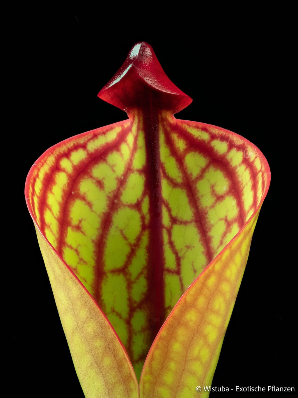 Heliamphora macdonaldae (Cerro Duida, Venezuela) 大森食虫植物農園