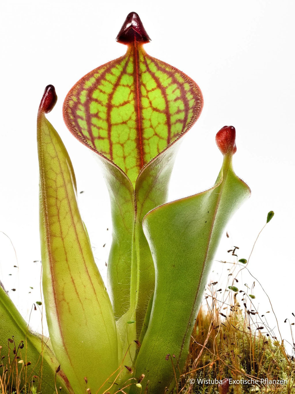 Heliamphora macdonaldae (Cerro Duida, Venezuela) 大森食虫植物農園