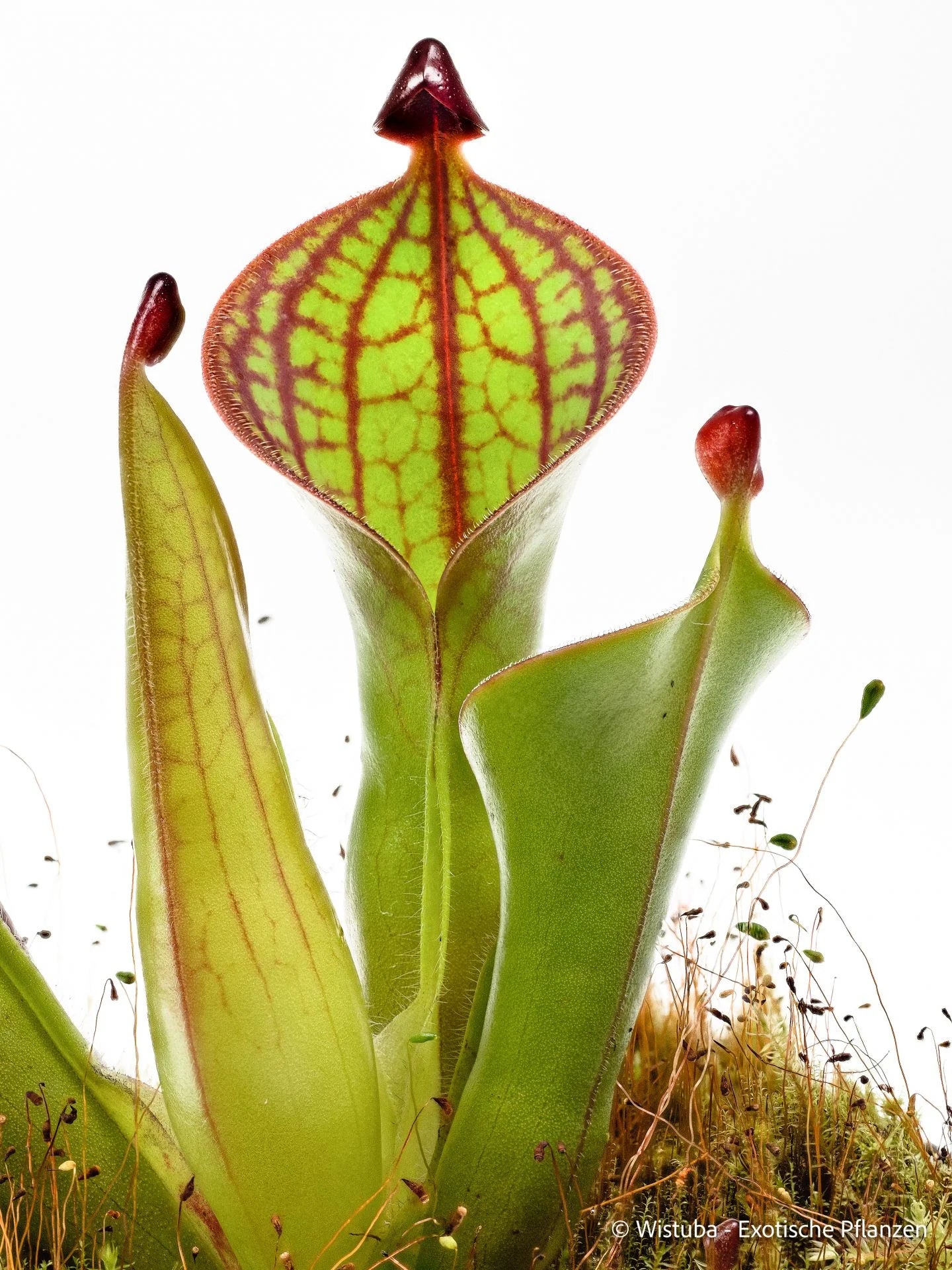 Heliamphora macdonaldae (Cerro Duida, Venezuela) 大森食虫植物農園