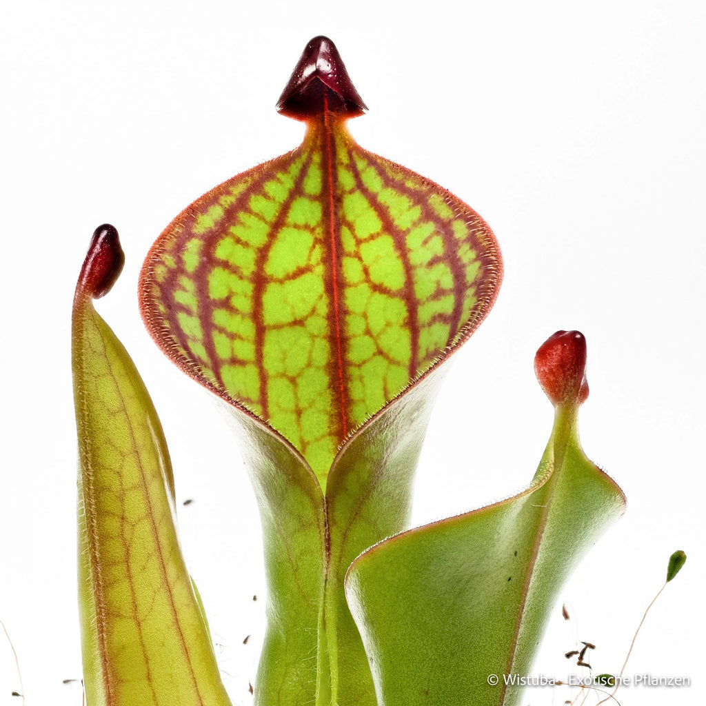 Heliamphora macdonaldae (Cerro Duida, Venezuela) 大森食虫植物農園