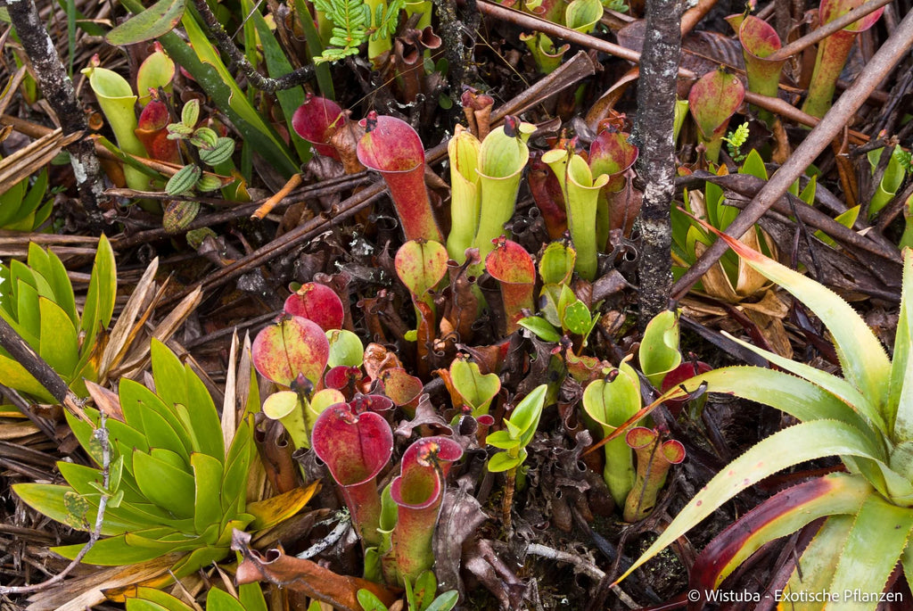 Heliamphora macdonaldae (Cerro Duida, Venezuela) 大森食虫植物農園