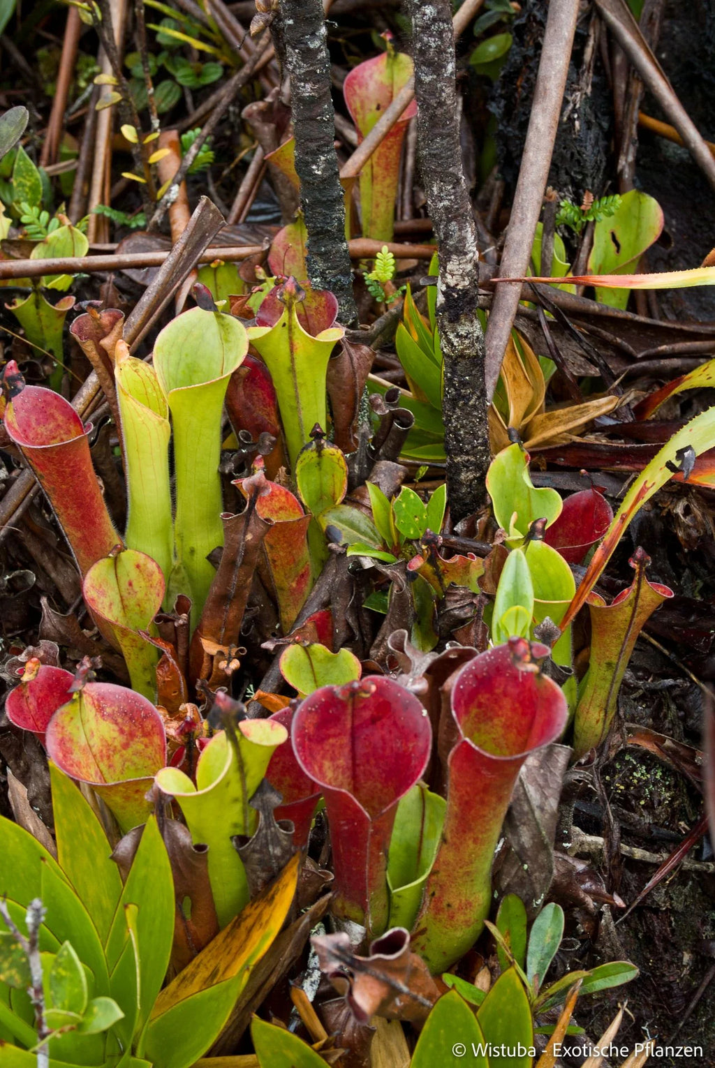 Heliamphora macdonaldae (Cerro Duida, Venezuela) 大森食虫植物農園