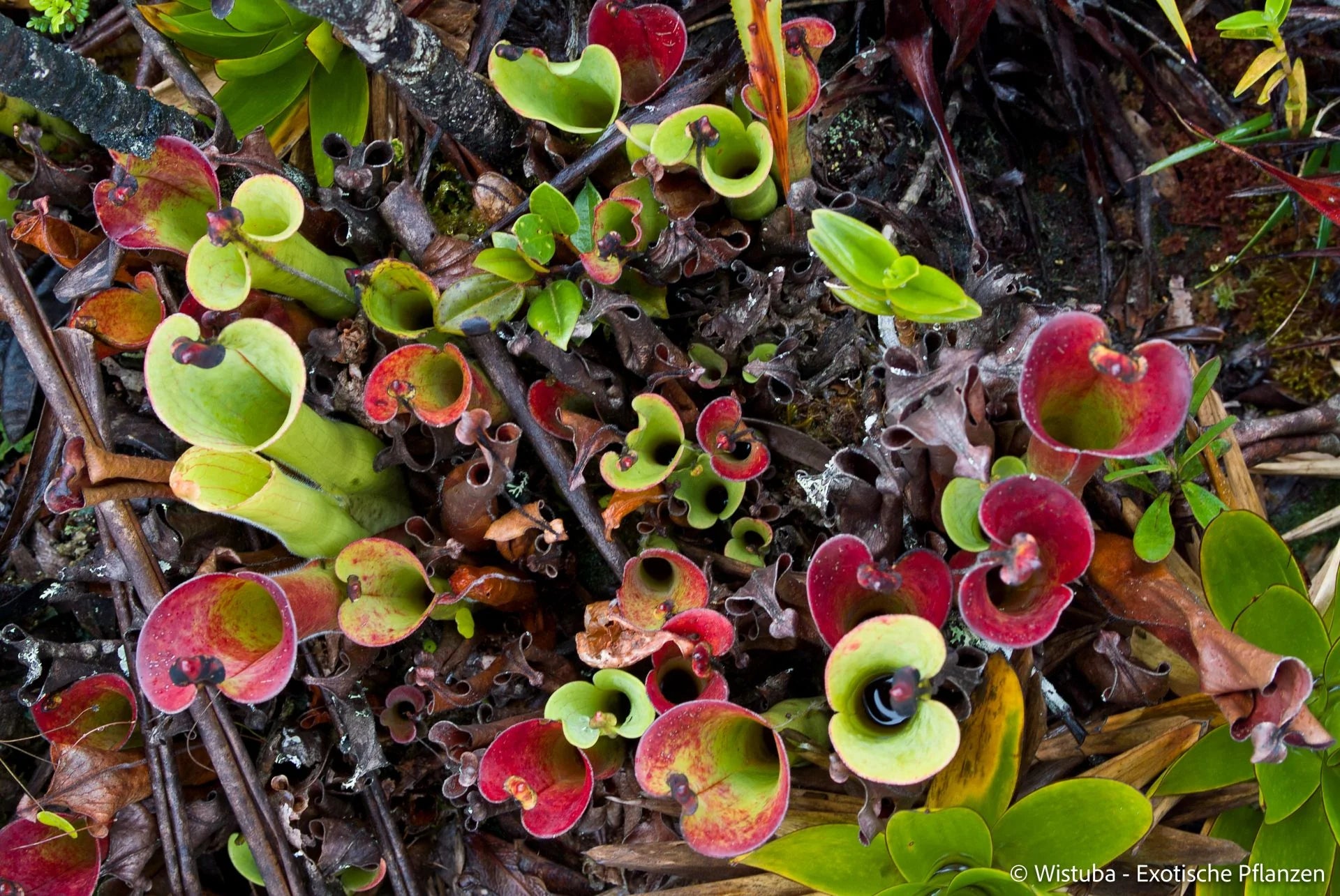 Heliamphora macdonaldae (Cerro Duida, Venezuela) 大森食虫植物農園