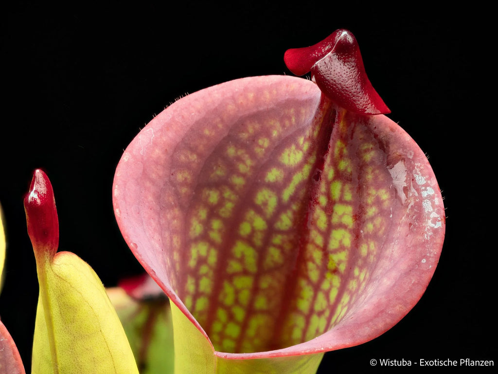 Heliamphora macdonaldae (Cerro Duida, Venezuela) 大森食虫植物農園