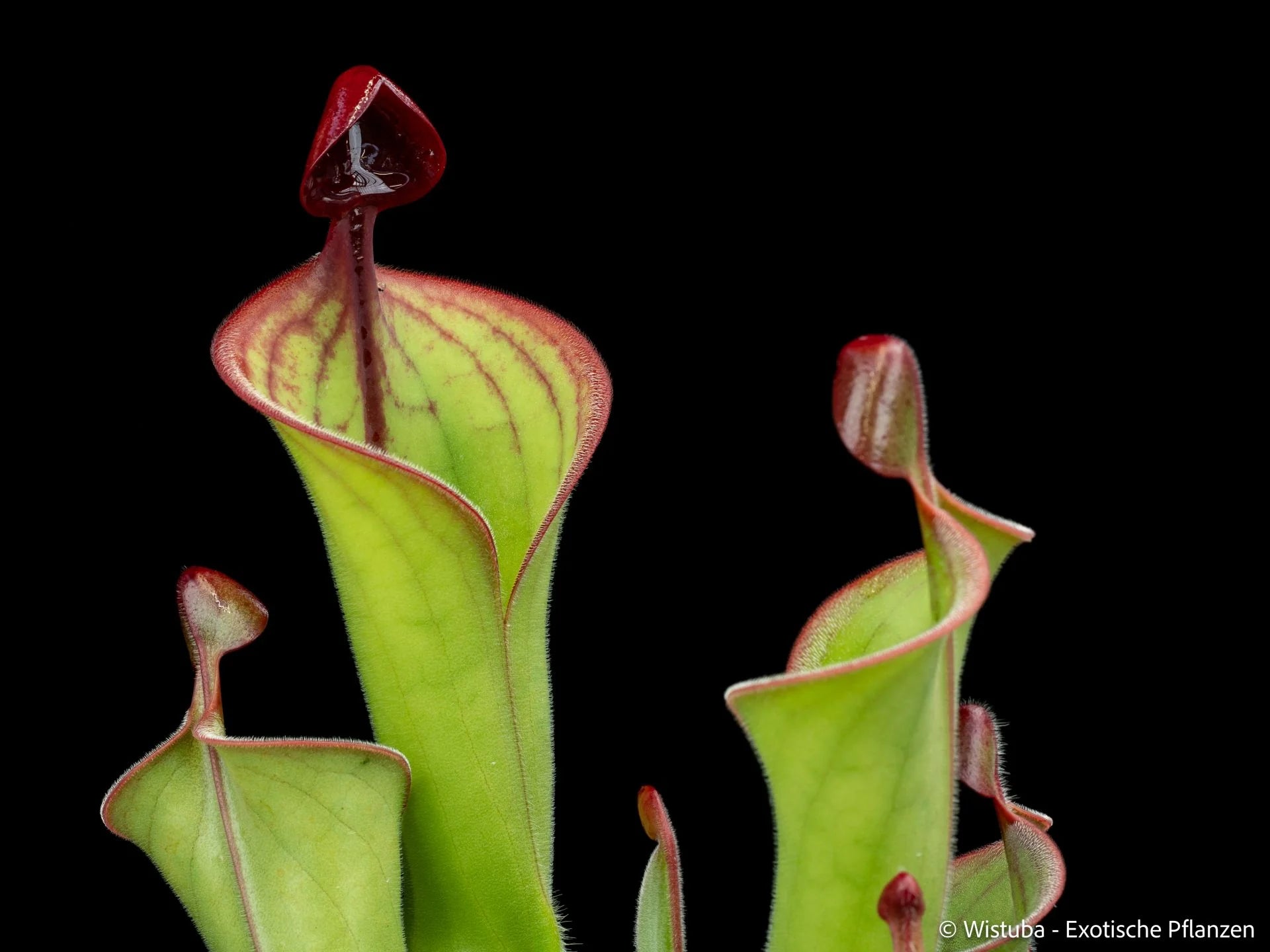 Heliamphora macdonaldae x parva Hairy 大森食虫植物農園