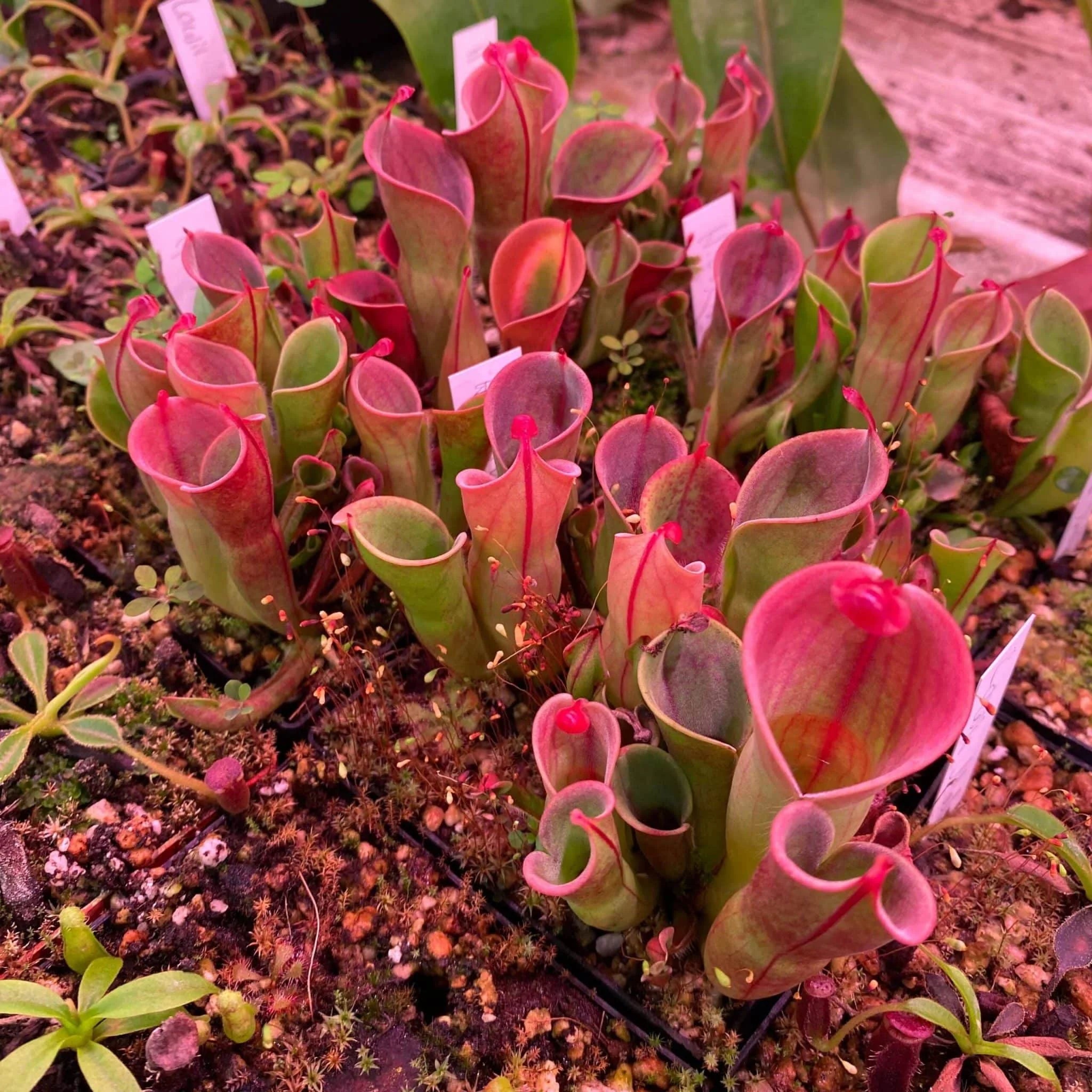 Heliamphora minor Auyan Tepui, 8- 10 cm, adult plant clumps 大森食虫植物農園