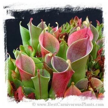 Heliamphora minor {Auyan Tepui, Venezuela} [BCP ID# S331] (7粒の種子) 大森食虫植物農園
