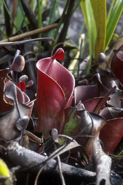 Heliamphora minor (Auyan Tepui, Venezuela) 大森食虫植物農園