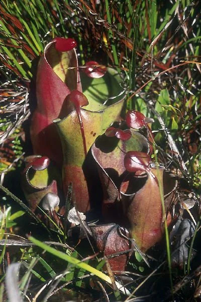 Heliamphora minor (Auyan Tepui, Venezuela) 大森食虫植物農園