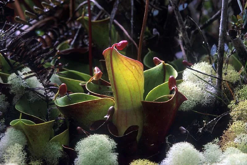 Heliamphora minor (Auyan Tepui, Venezuela) 大森食虫植物農園