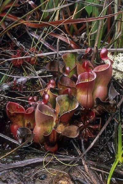 Heliamphora minor (Auyan Tepui, Venezuela) 大森食虫植物農園