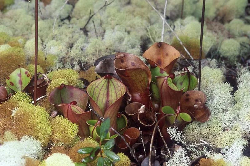 Heliamphora minor (Auyan Tepui, Venezuela) 大森食虫植物農園
