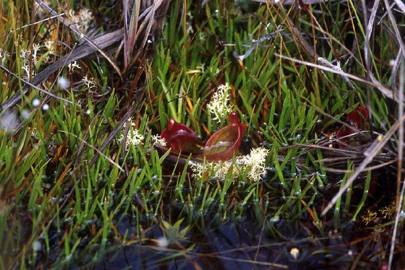 Heliamphora minor (Auyan Tepui, Venezuela) 大森食虫植物農園