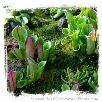 Heliamphora minor [BCP ID# H007, H009] / 2株の苗, サイズ 3-8 cm 大森食虫植物農園
