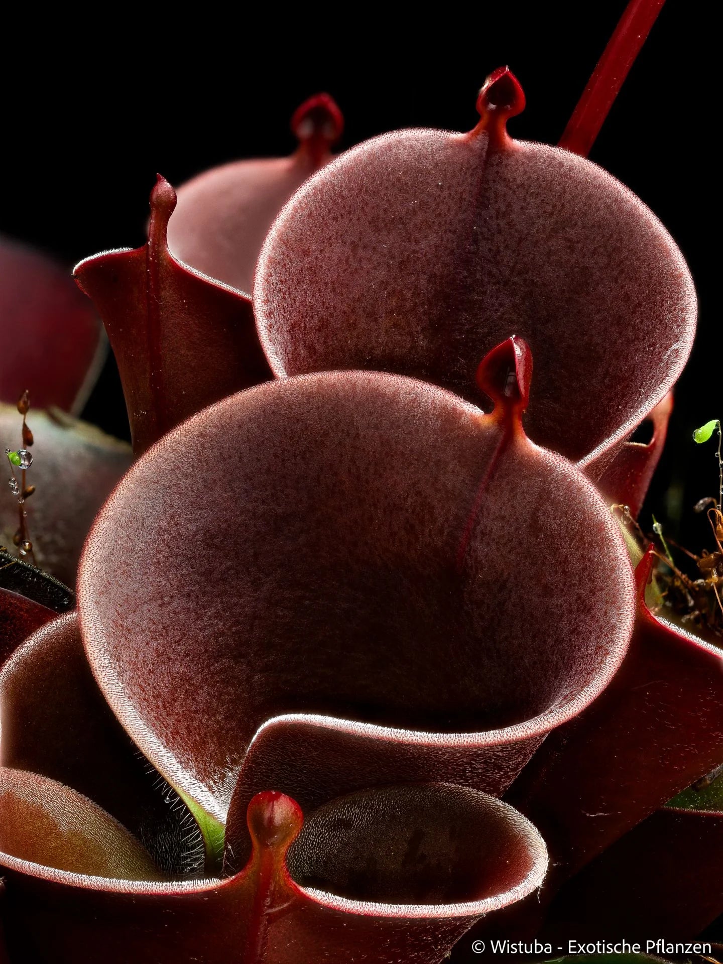 Heliamphora minor "Burgundy-Black" 大森食虫植物農園