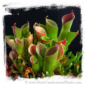 Heliamphora minor {mixed clones, Auyan Tepui, Venezuela, 2000-2400m} [BCP ID# H031, 2383] / 2株の苗, サイズ 4-8 cm 大森食虫植物農園