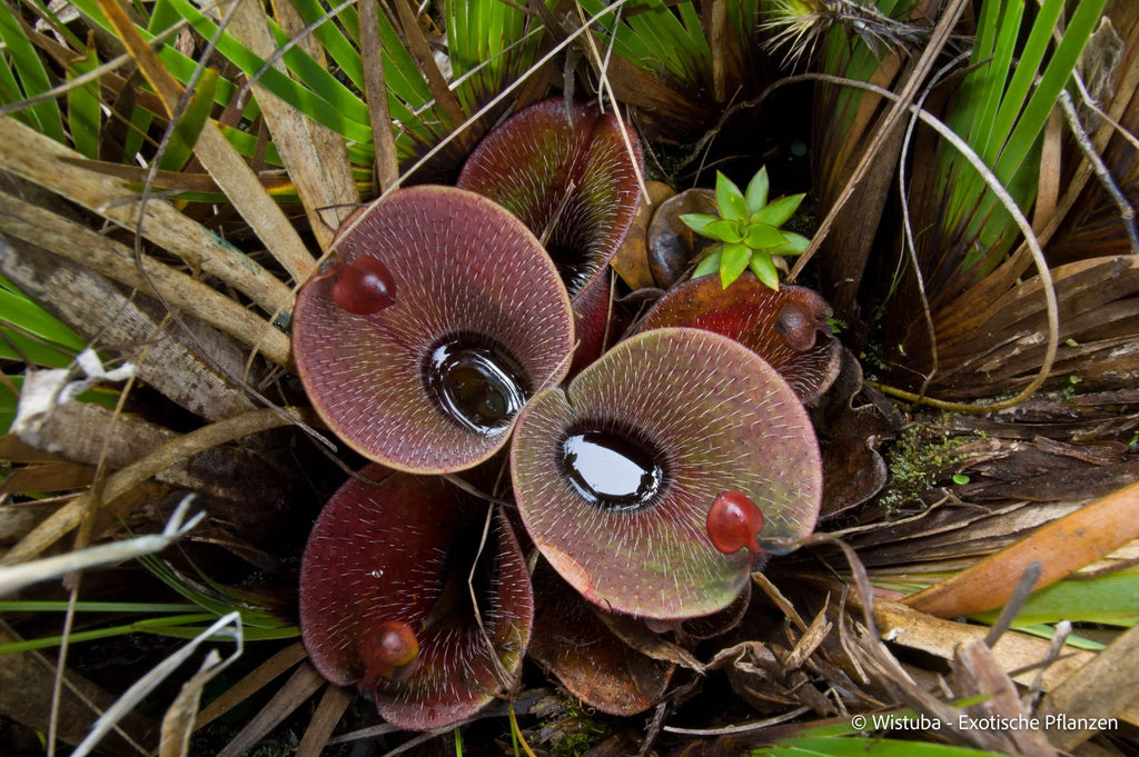 Heliamphora minor var. pilosa (Auyan) - various clones 大森食虫植物農園