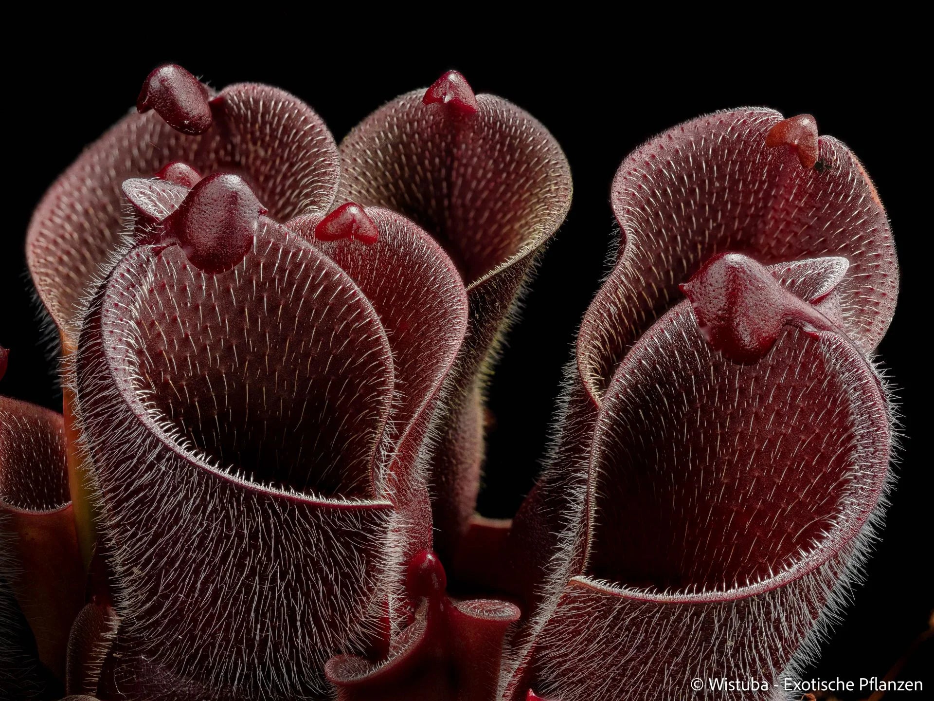 Heliamphora minor var. pilosa (Auyan) - Clone 3 大森食虫植物農園