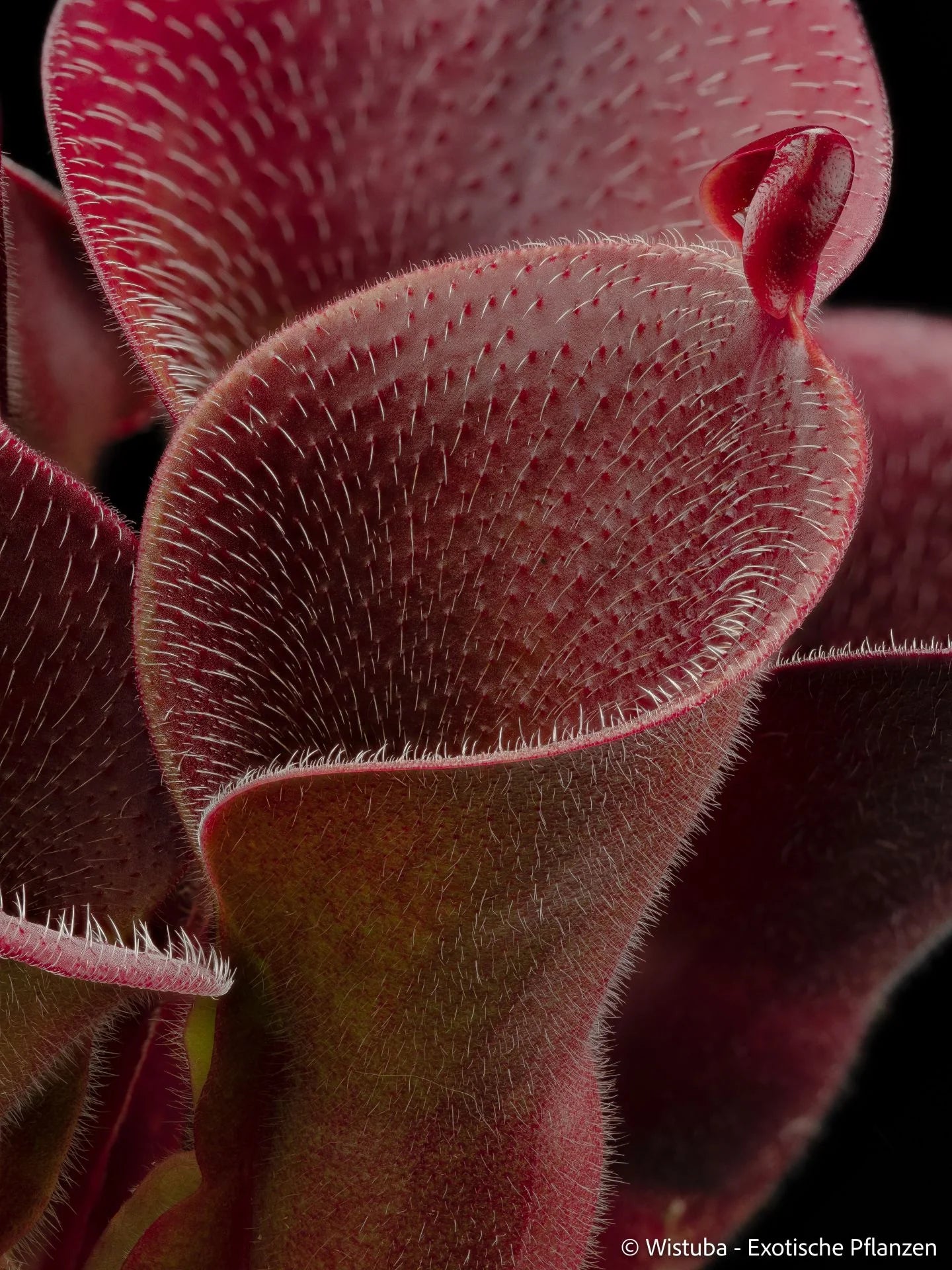 Heliamphora minor var. pilosa (Auyan) - Clone 2 大森食虫植物農園