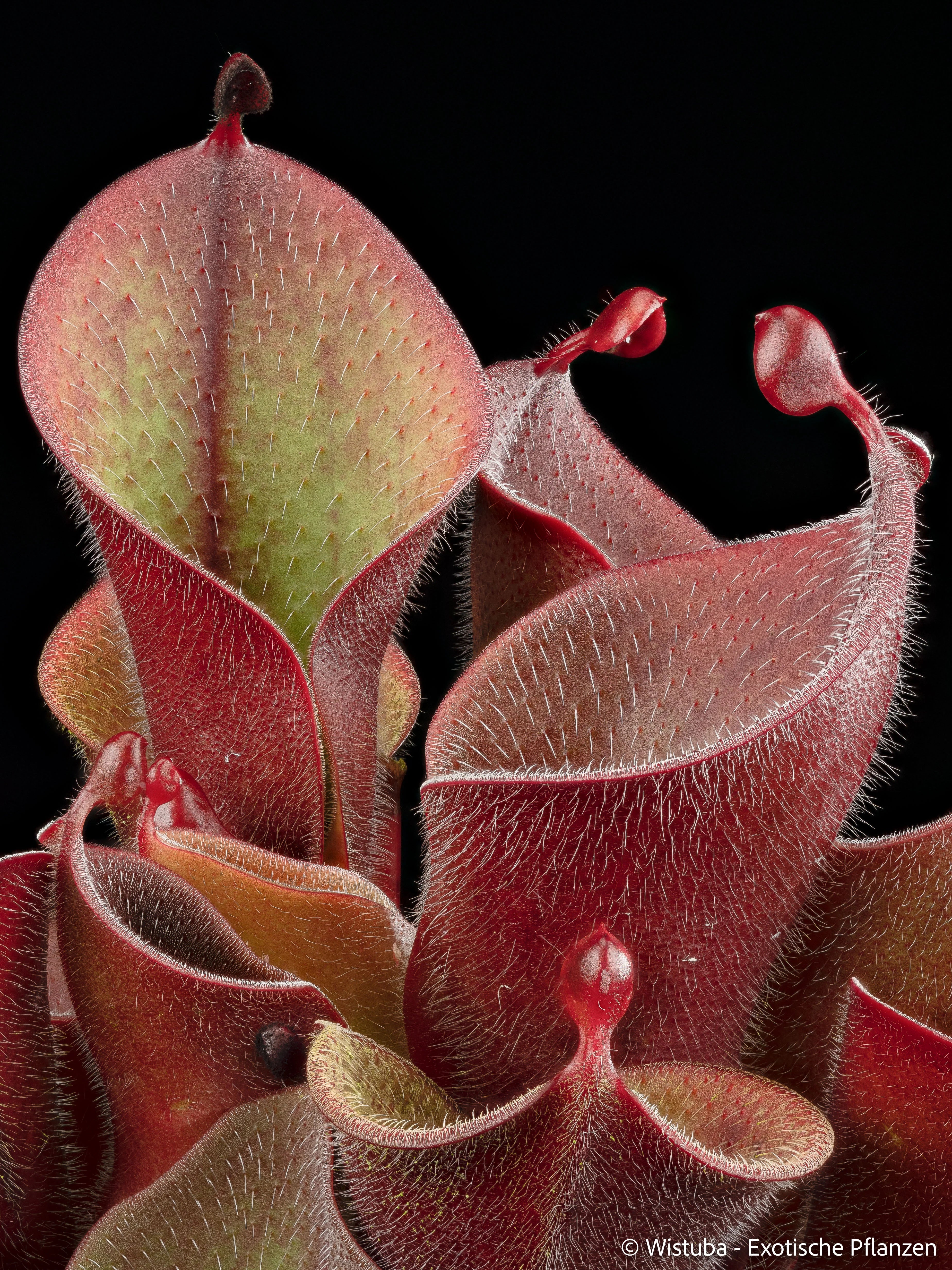 Heliamphora minor var. pilosa (Auyan) - MS-Giant 大森食虫植物農園