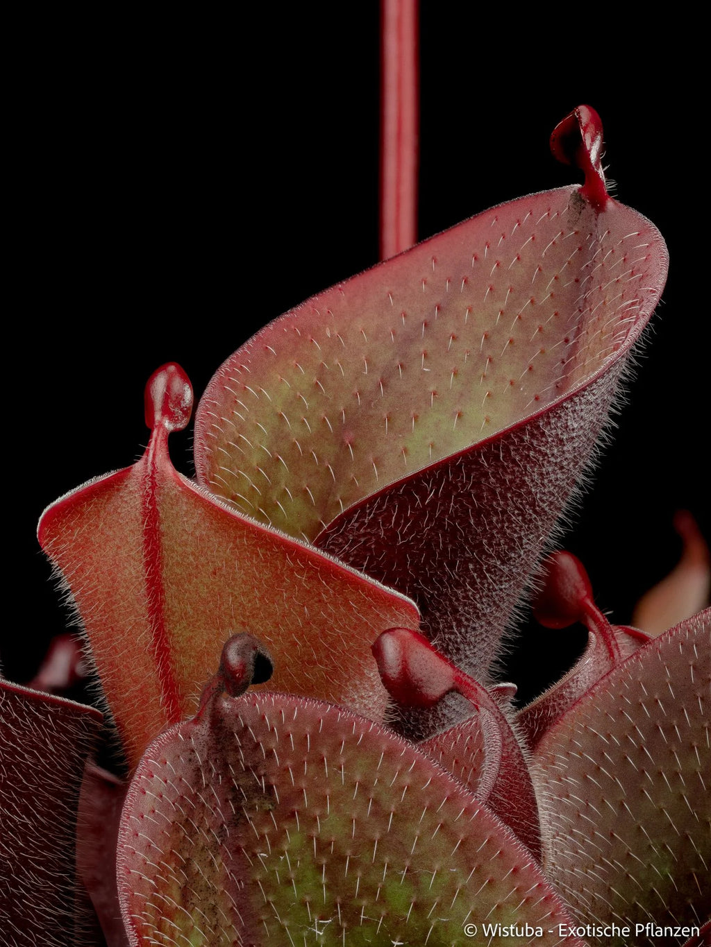 Heliamphora minor var. pilosa (Auyan) - Clone 2 大森食虫植物農園
