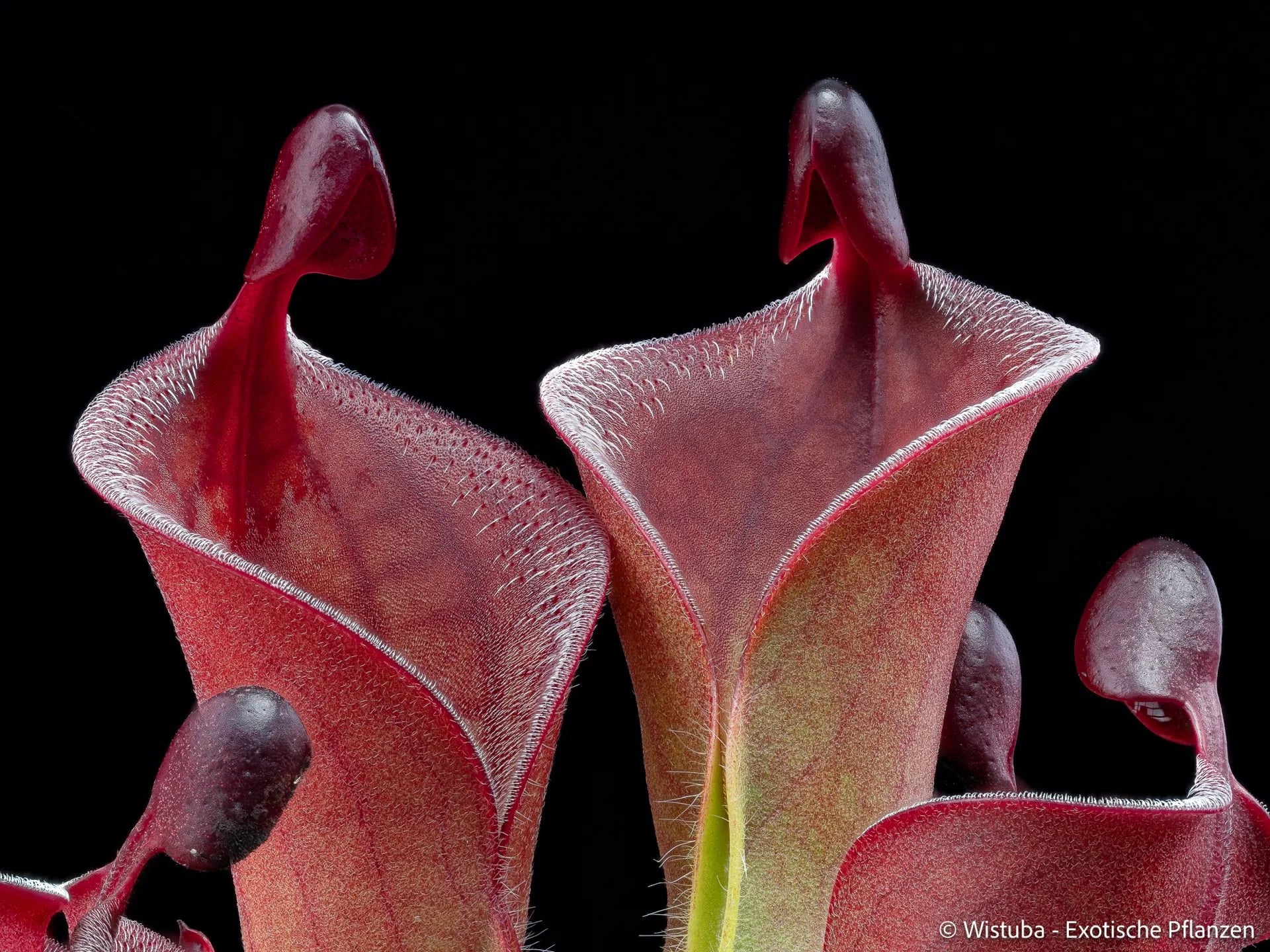 Heliamphora minor var. pilosa x macdonaldae 大森食虫植物農園