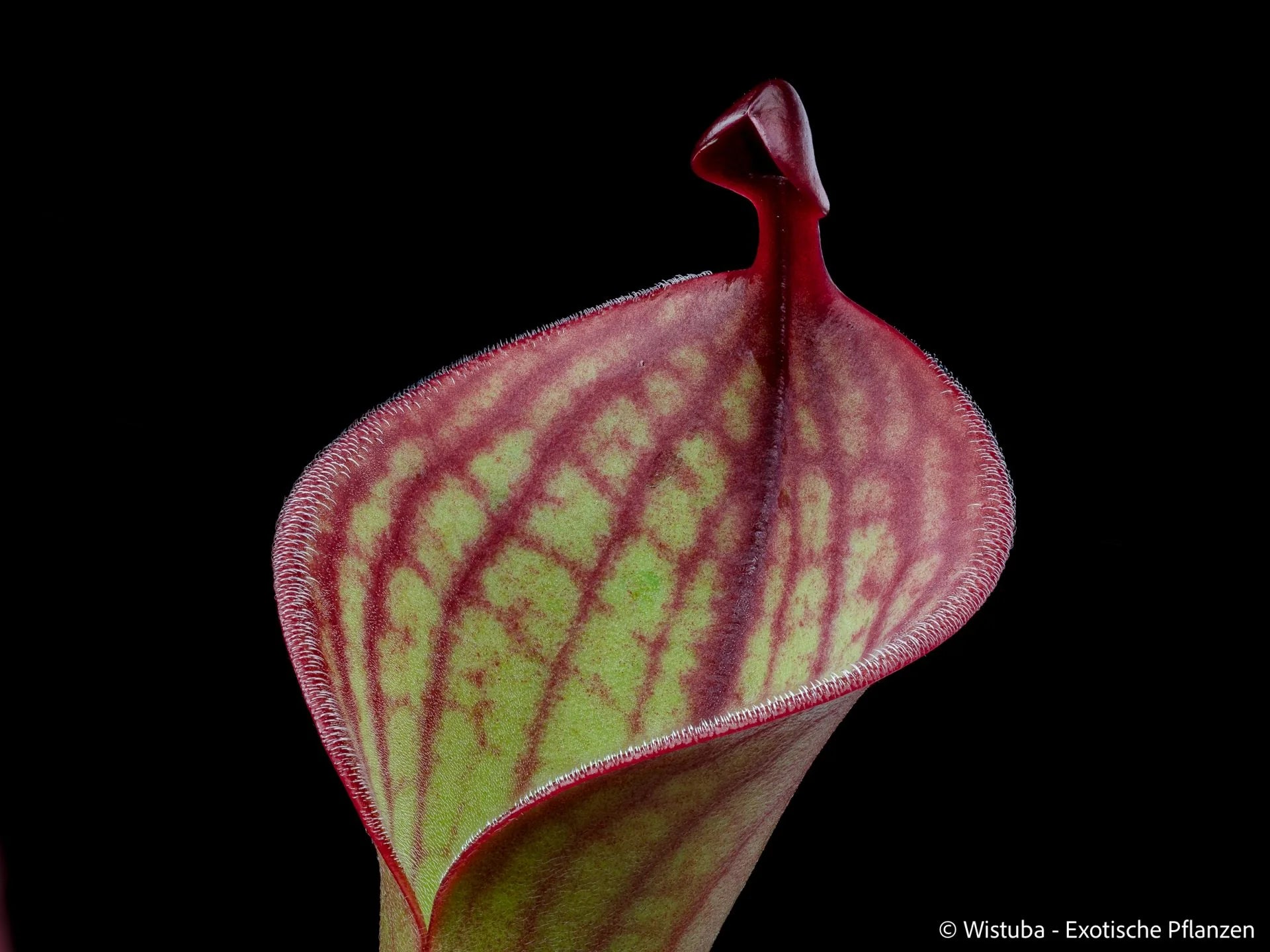 Heliamphora minor var. pilosa x macdonaldae 大森食虫植物農園