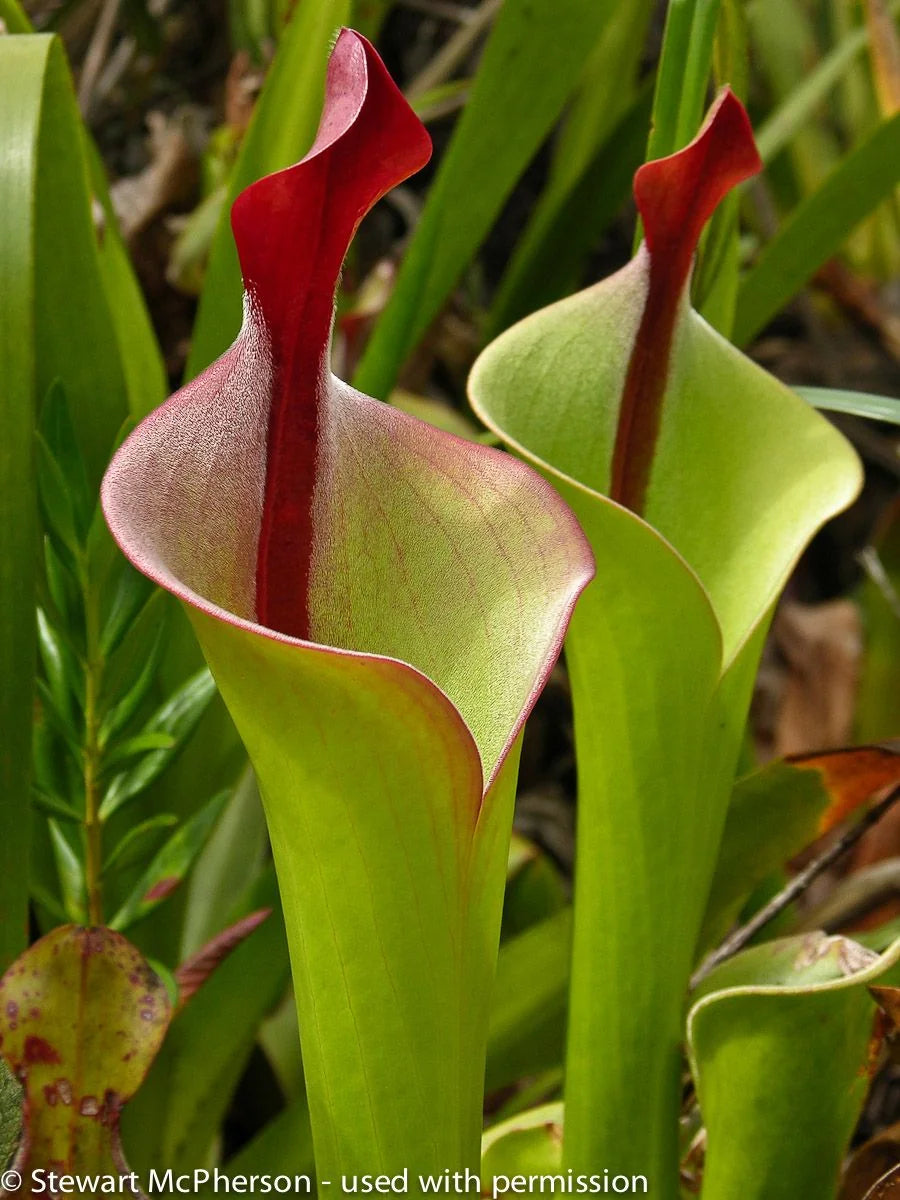 Heliamphora neblinae (Avispa Venezuela) 大森食虫植物農園