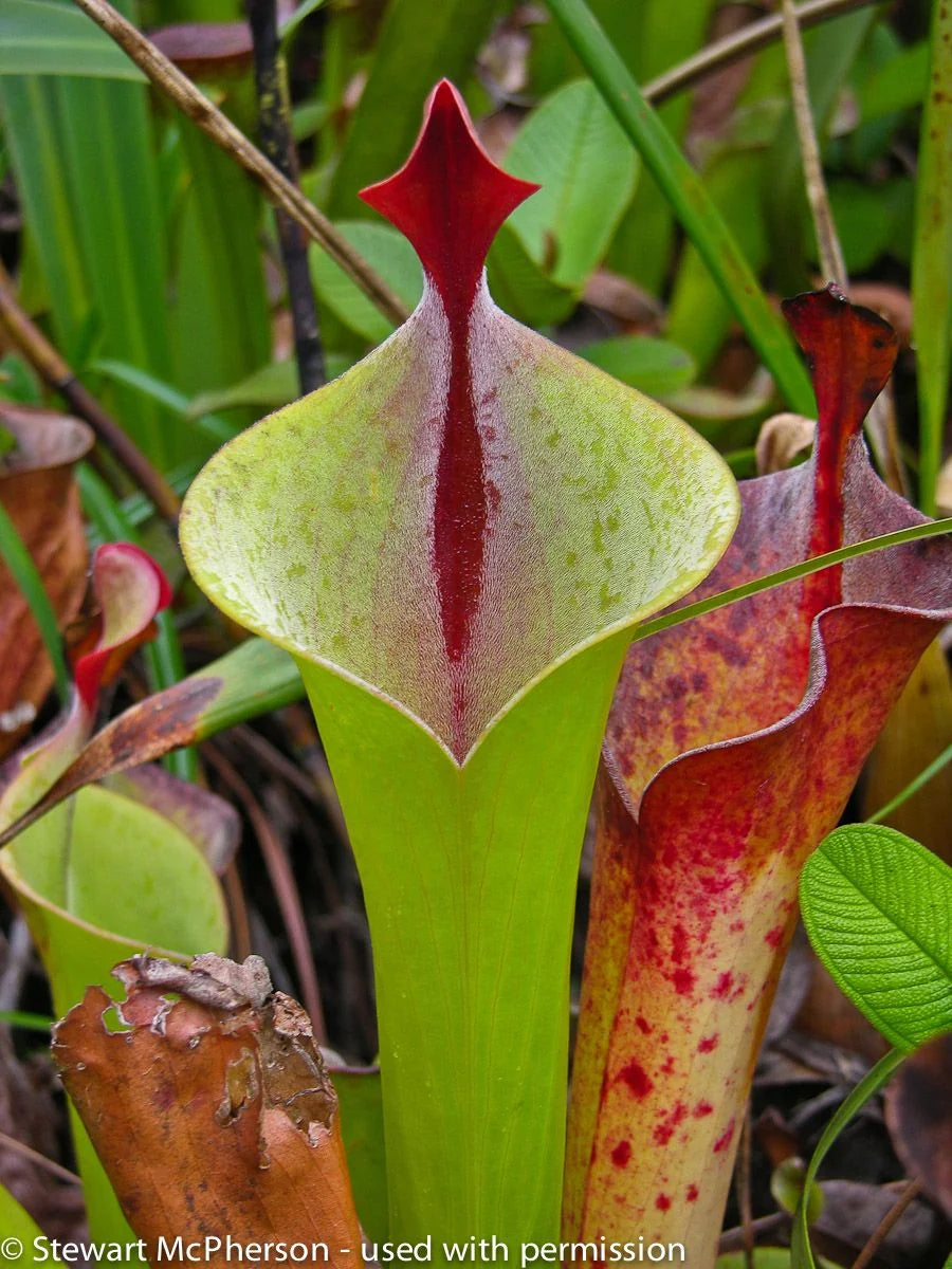 Heliamphora neblinae (Avispa Venezuela) 大森食虫植物農園