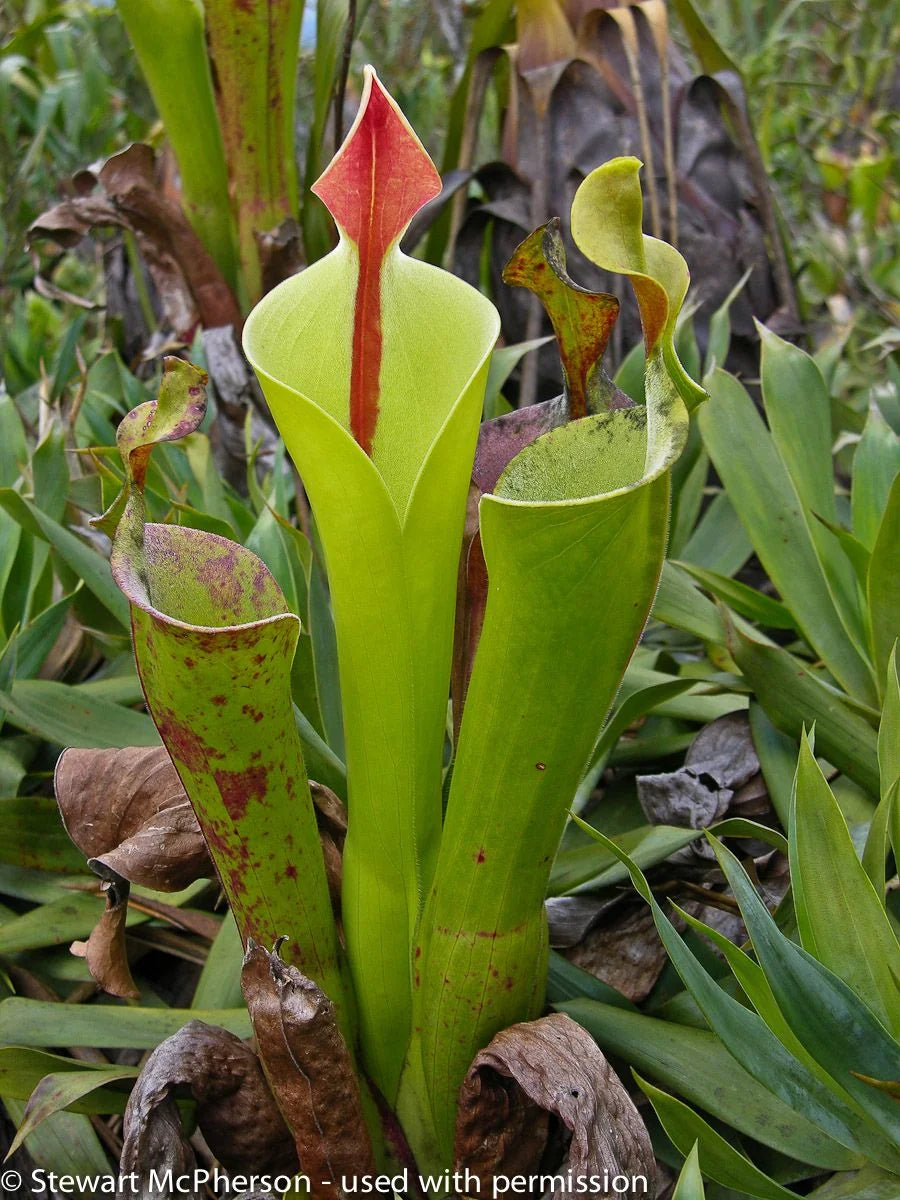 Heliamphora neblinae (Avispa Venezuela) 大森食虫植物農園