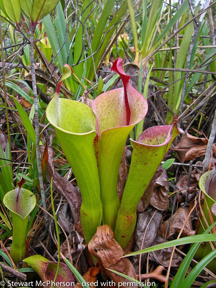 Heliamphora neblinae (Avispa Venezuela) 大森食虫植物農園