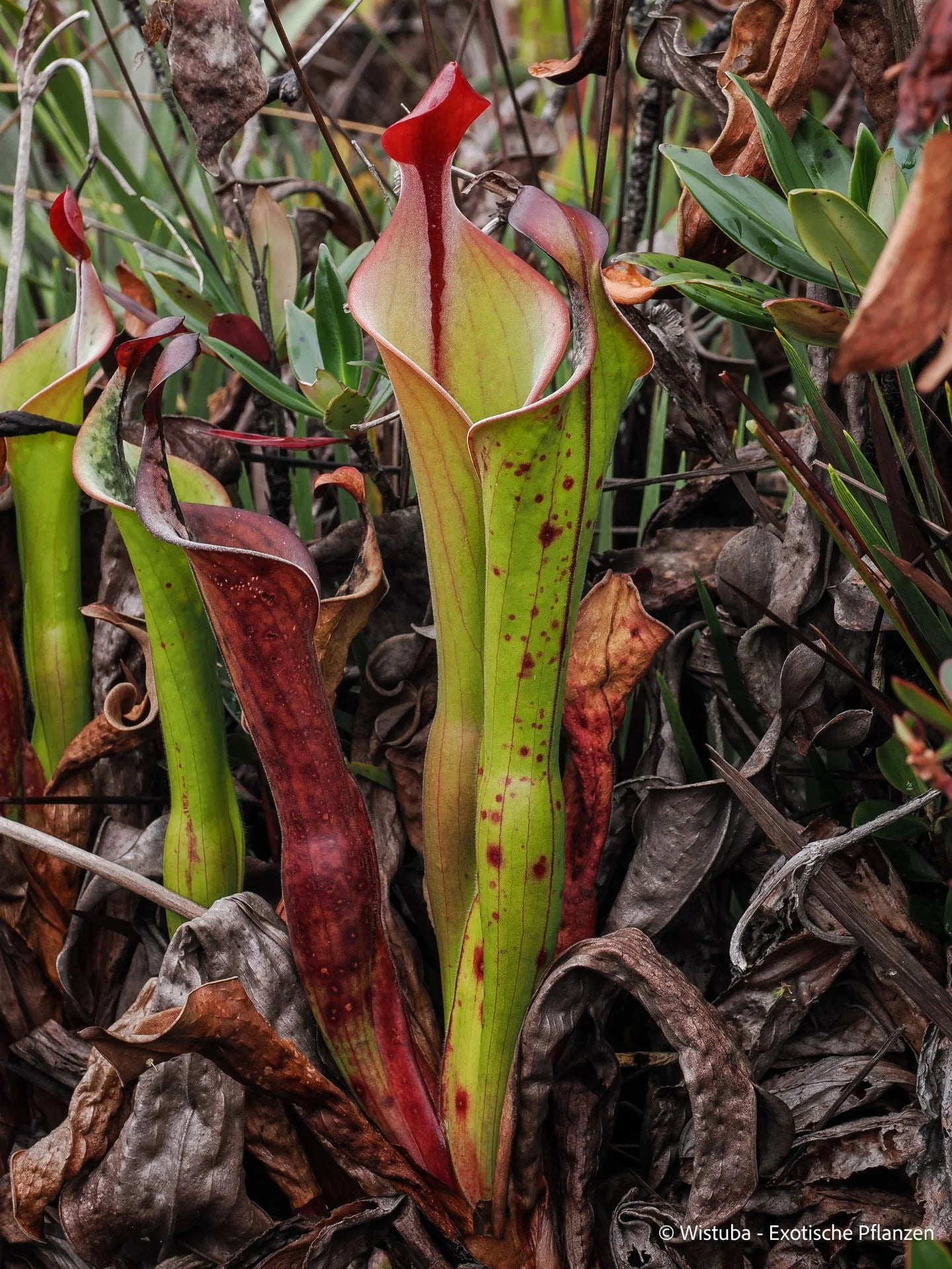 Heliamphora neblinae (Cerro Neblina, Braz. Ven.) 大森食虫植物農園