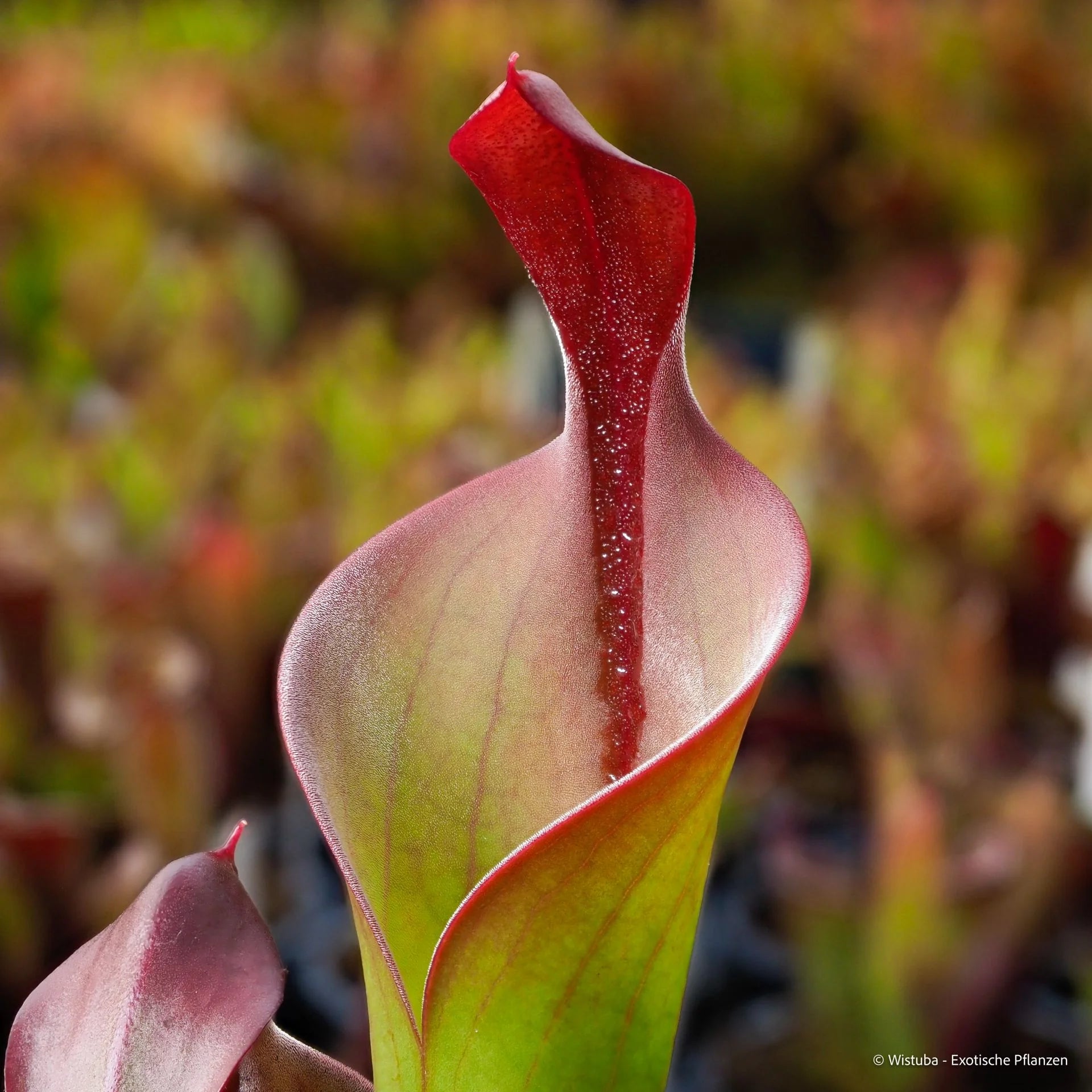 Heliamphora neblinae (Cerro Neblina, Braz. Ven.) 大森食虫植物農園