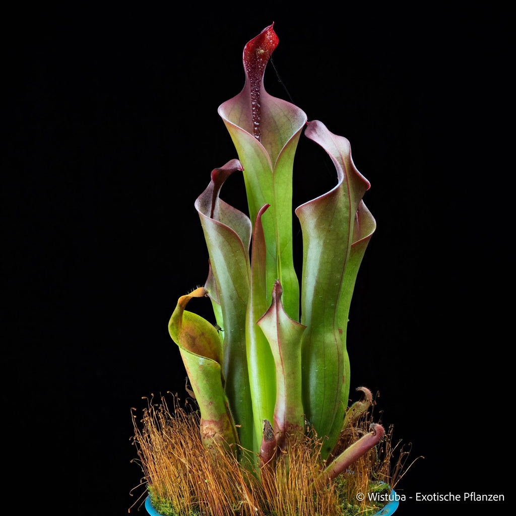 Heliamphora neblinae (Cerro Neblina, Braz. Ven.) 大森食虫植物農園