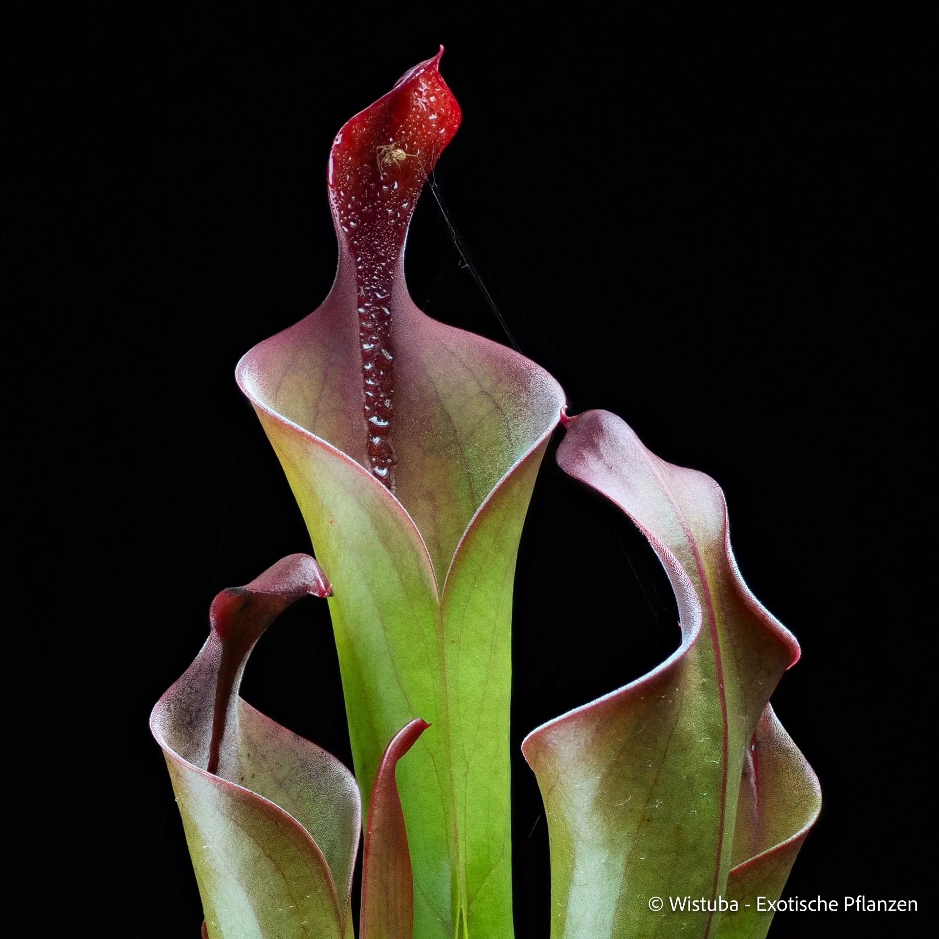 Heliamphora neblinae (Cerro Neblina, Braz. Ven.) 大森食虫植物農園
