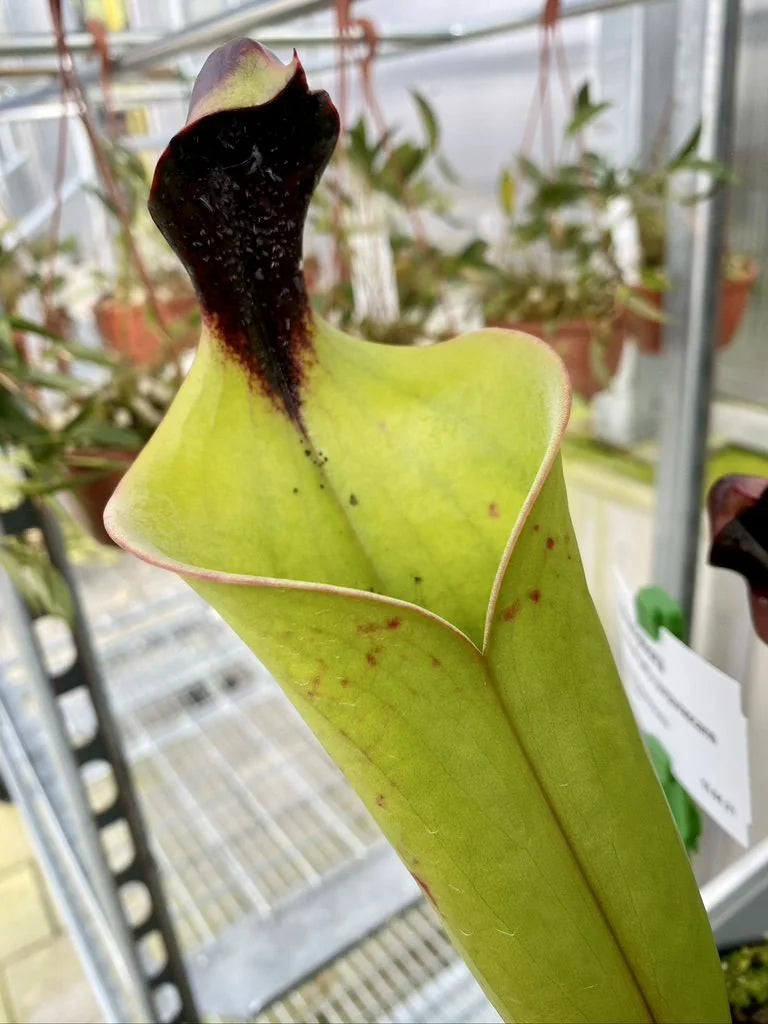 Heliamphora neblinae (JN) x purpurascens 大森食虫植物農園