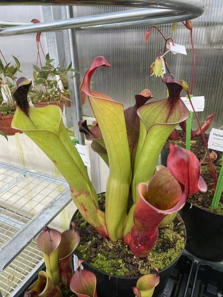 Heliamphora neblinae (JN) x purpurascens 大森食虫植物農園