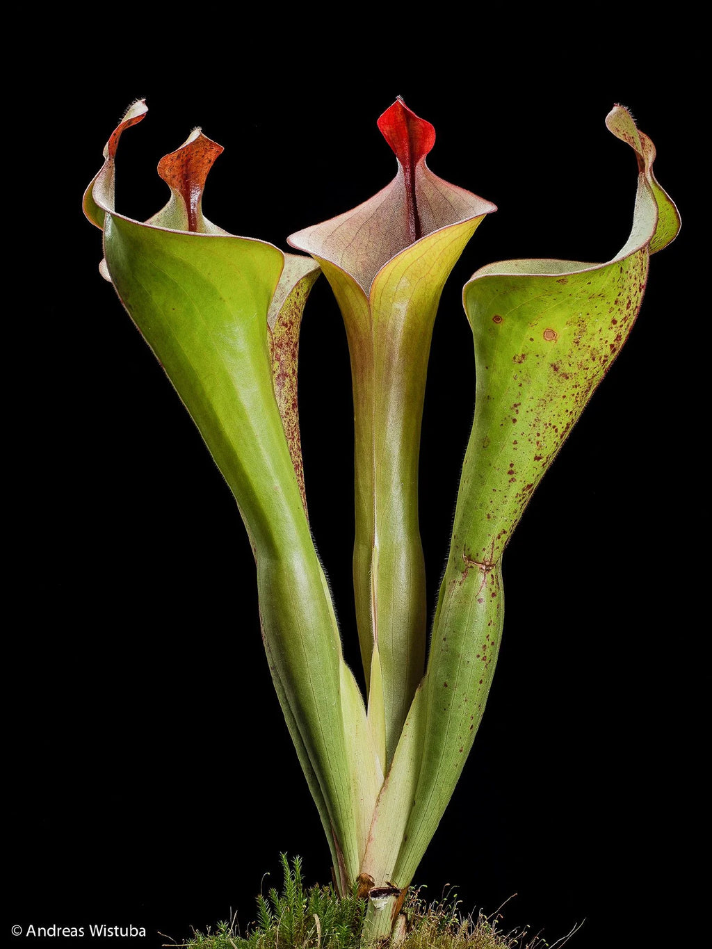 Heliamphora neblinae "Mysterious Giant" 大森食虫植物農園