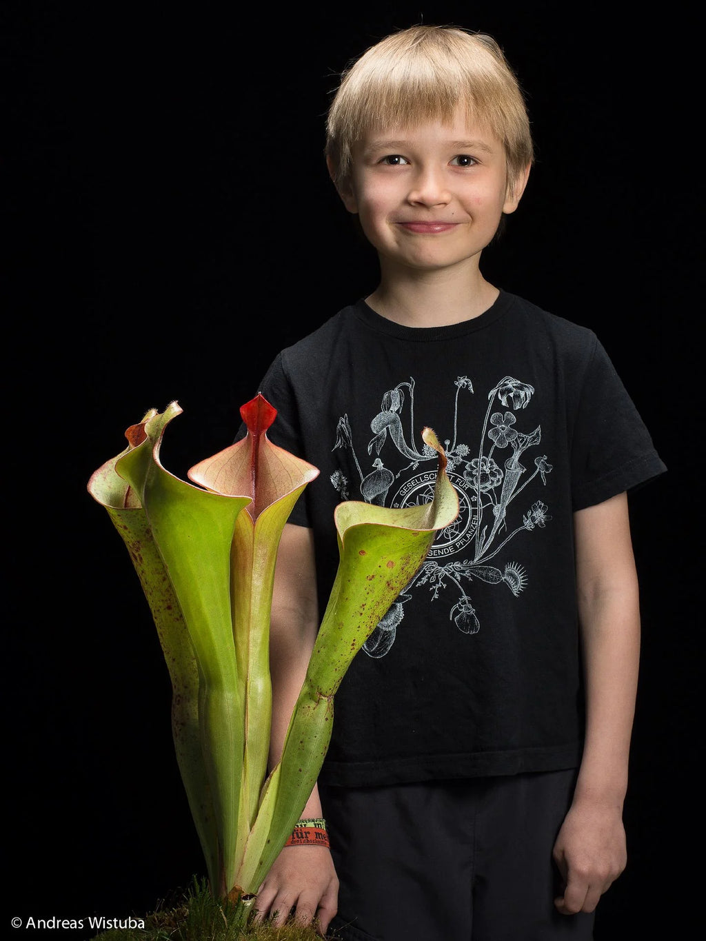 Heliamphora neblinae "Mysterious Giant" 大森食虫植物農園