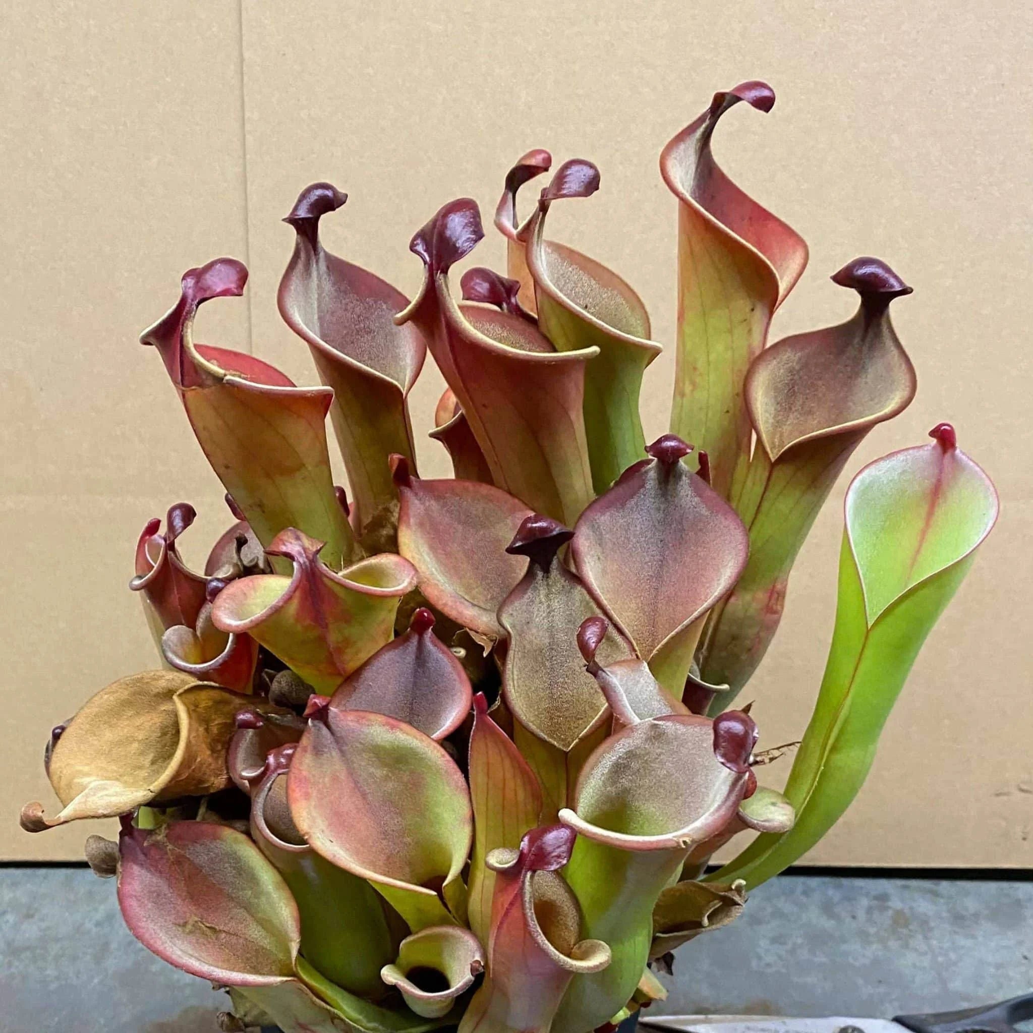 Heliamphora neblinae x hispida x self (own cross CK) 大森食虫植物農園
