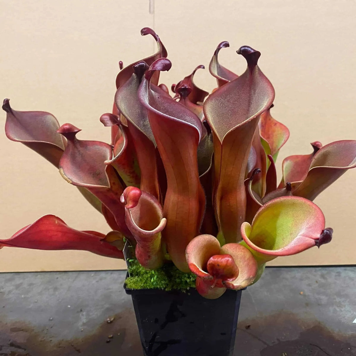 Heliamphora neblinae x hispida x self (own cross CK), large 大森食虫植物農園
