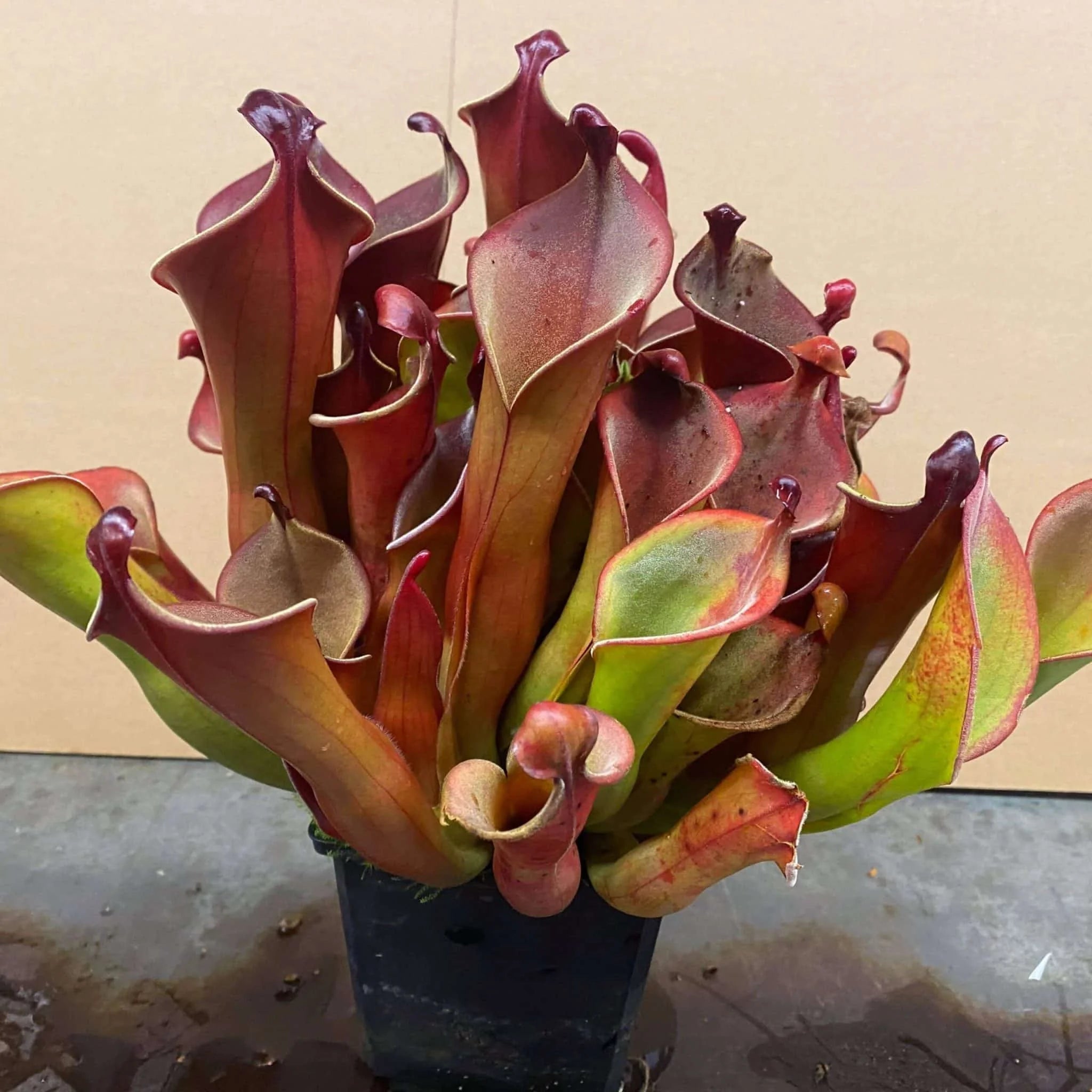 Heliamphora neblinae x hispida x self (own cross CK), large 大森食虫植物農園
