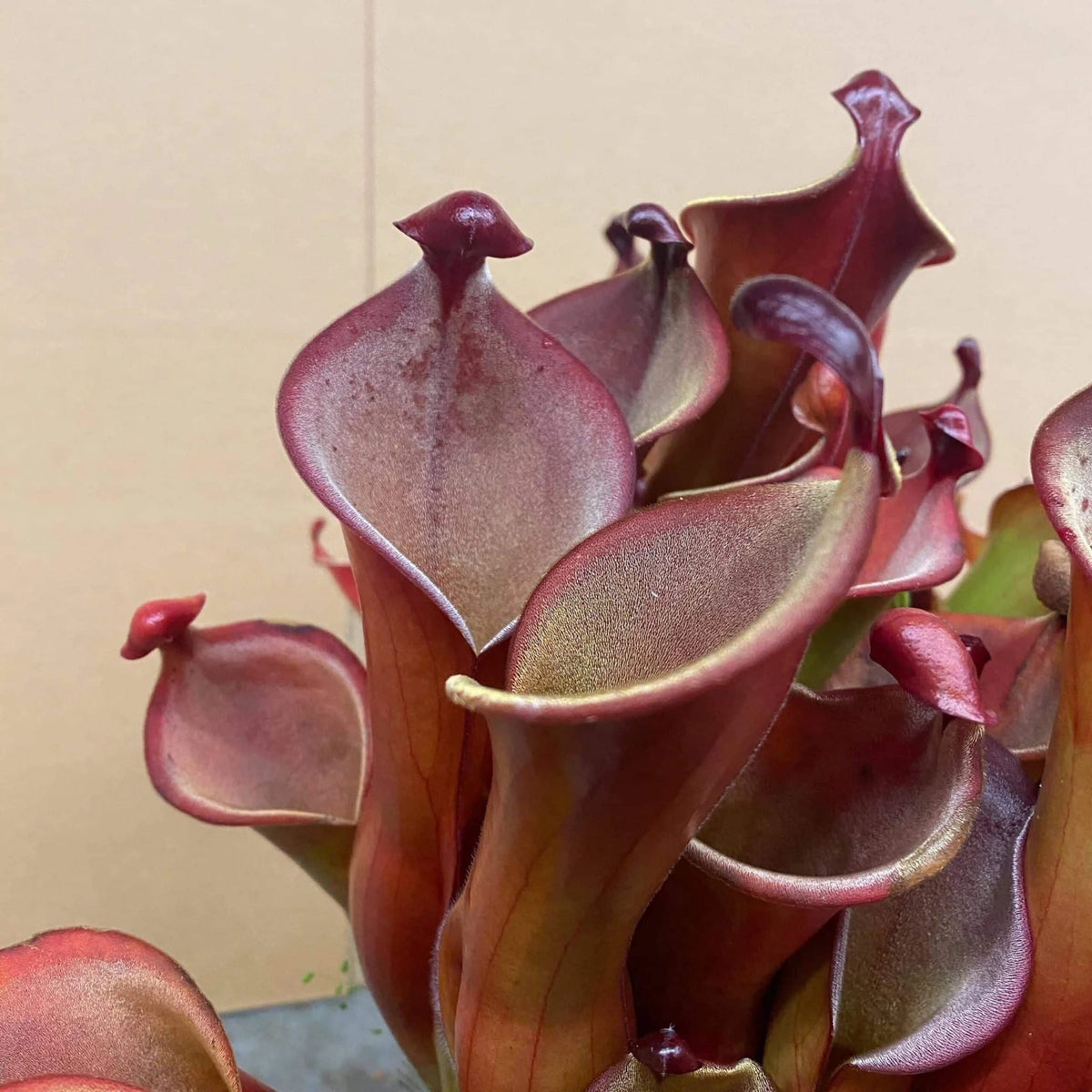 Heliamphora neblinae x hispida x self (own cross CK), large 大森食虫植物農園