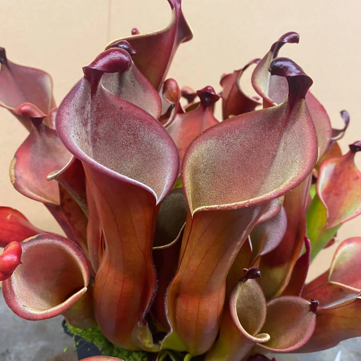 Heliamphora neblinae x hispida x self (own cross CK), large 大森食虫植物農園
