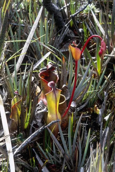 Heliamphora nutans (Kukenan Tepui) 大森食虫植物農園