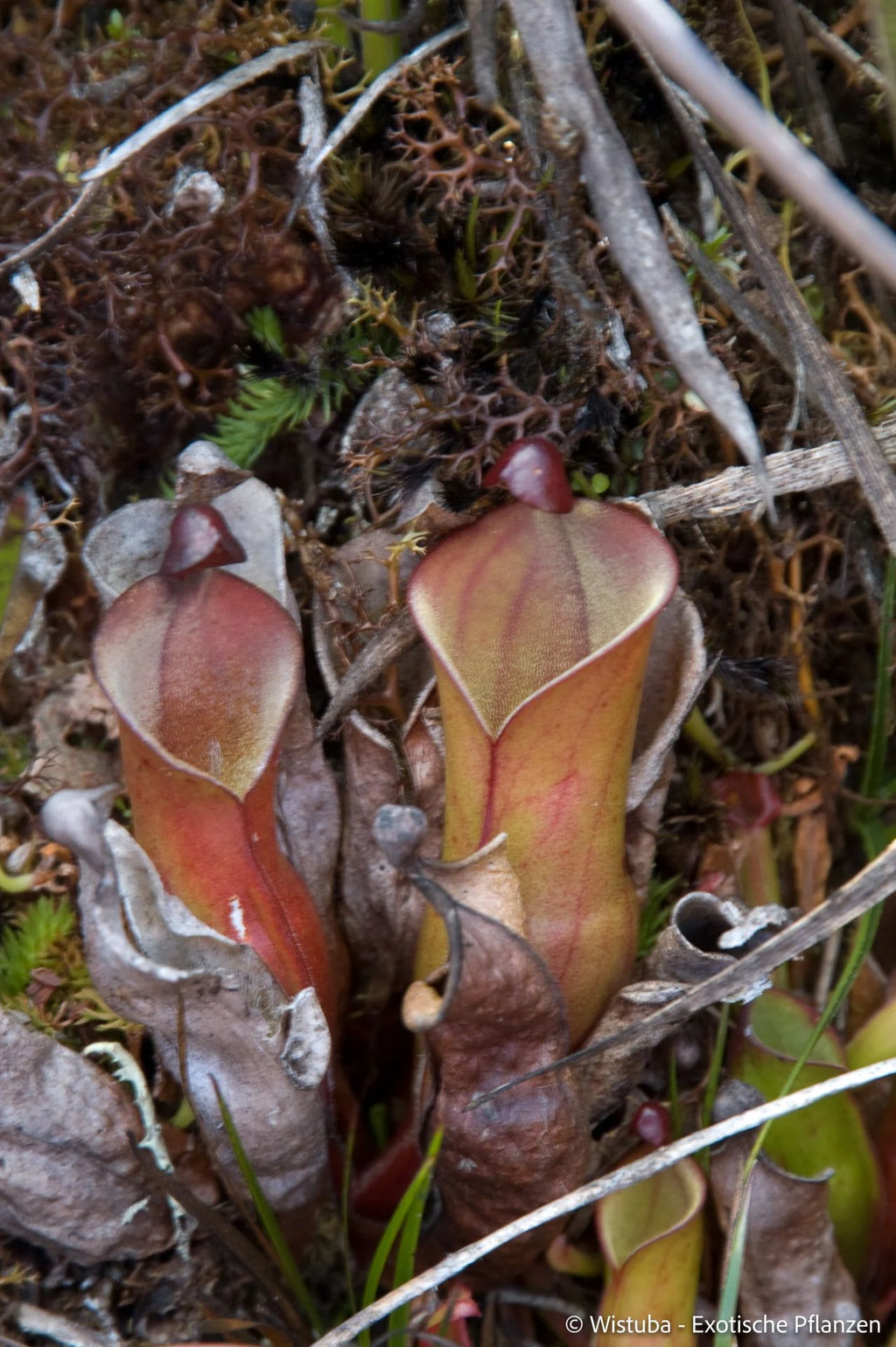 Heliamphora nutans (Yuruani Tepui) 大森食虫植物農園