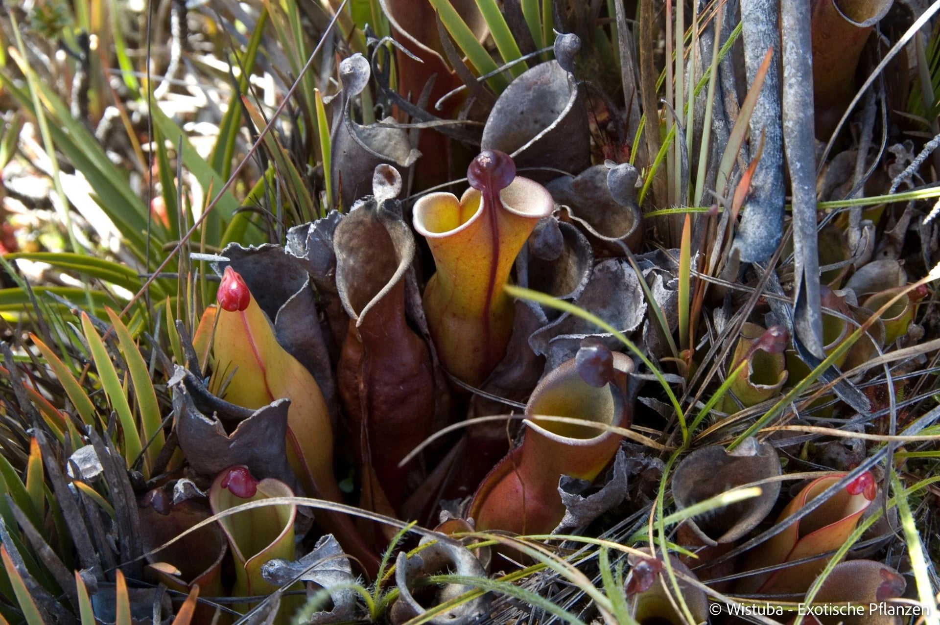 Heliamphora nutans (Yuruani Tepui) 大森食虫植物農園