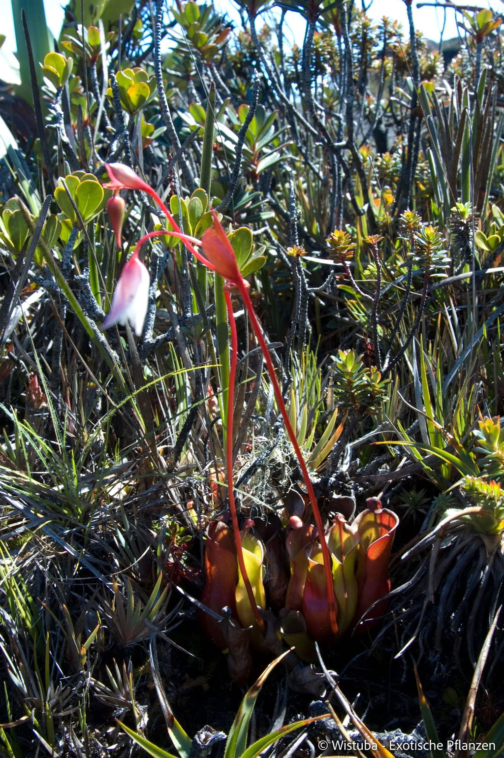 Heliamphora nutans (Yuruani Tepui) 大森食虫植物農園
