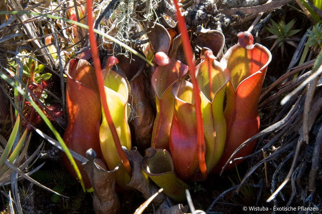 Heliamphora nutans (Yuruani Tepui) 大森食虫植物農園